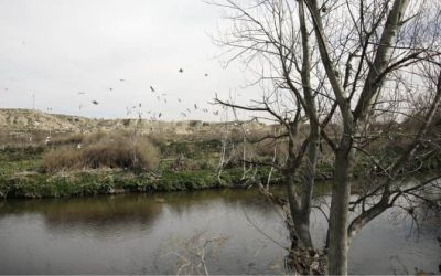 LYMA renaturalizará el cauce del Manzanares para dar paso a Getafe Río