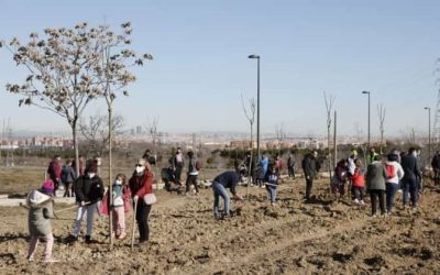 Getafe ha plantado 10 veces más árboles que los perdidos por Filomena