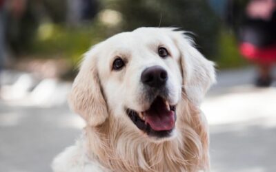 Alcorcón inicia una campaña para concienciar sobre la importancia de recoger los excrementos caninos⁣