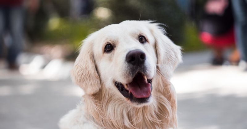 Alcorcón inicia una campaña para concienciar sobre la importancia de recoger los excrementos caninos_