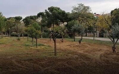 Getafe trasplanta cuatro olivos al Parque de la Alhóndiga