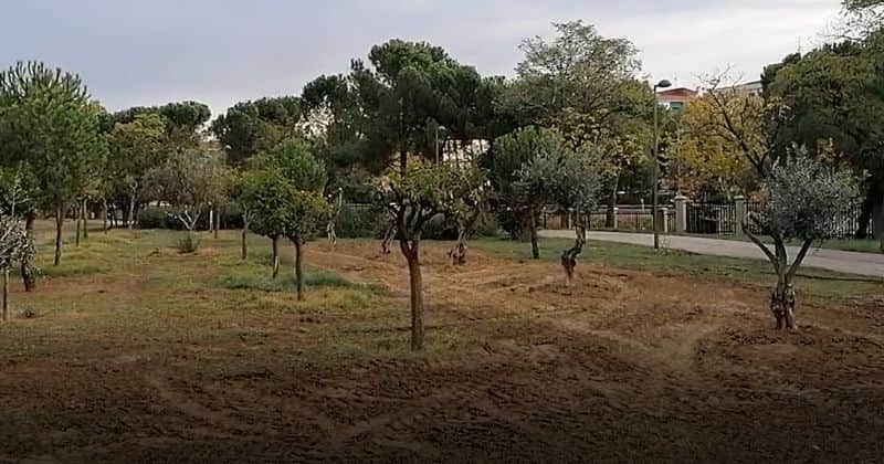 Getafe trasplanta cuatro olivos al Parque de la Alhóndiga