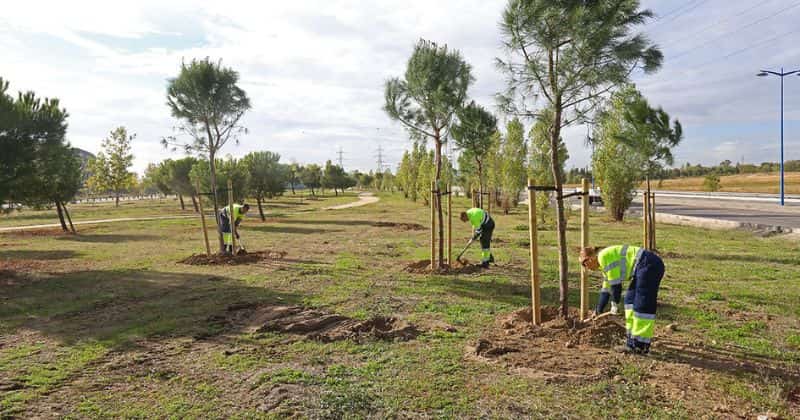 Reforestación en Leganés