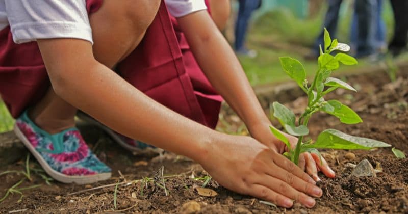 Escolares de Fuenlabrada plantan cerca de medio millar de árboles por la Paz